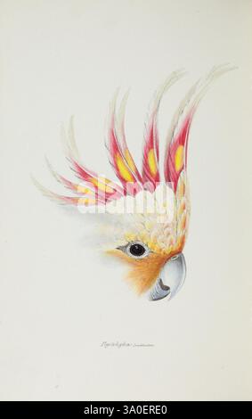 Eine Synopsis der Vögel Australiens und der angrenzenden Inseln. London, John Gould, 1837. Australien, Vögel, Museum Victoria, Gould, Elizabeth Gould, Ornithologie, John Gould, Plyctolophus leadbeateri, Major Mitchell's Kakatoo, Lophochroa leadbeateri, Australien, HSA, Gould, Gould AU, Elizabeth Gould, Frauen in der Wissenschaft, Major Mitchells Kakadu, Lophochroa leadbeateri, Ein wunderschön illustrierter Kopf eines Kakadus, der seine filigranen Federn zeigt. Der Vogel verfügt über ein markantes Wappen mit leuchtenden roten und gelben Akzenten, die sich durch seine cremeweißen und orangen Gesichtsmarkierungen abheben. Die feine Deta Stockfoto