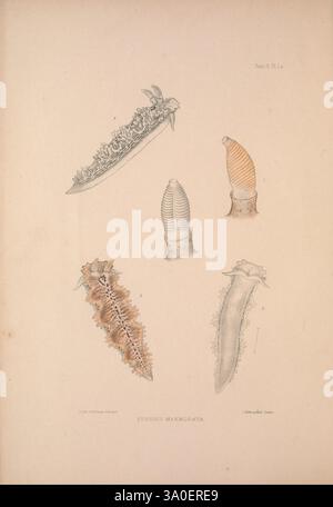 Eine Monografie des britischen Nacktschlechtums Mollusca, London, 1845-1910, Großbritannien, Mollusken, Nudibranchia, die Illustration zeigt eine Sammlung von fünf verschiedenen Meeresmuscheln, die ihre einzigartigen Formen und Texturen zeigen. Jedes Exemplar ist mit seinem wissenschaftlichen Namen „Eufonic Marmorata“ gekennzeichnet und zeigt eine Vielzahl von Farben und komplizierten Mustern, die für diese Meeresbewohner charakteristisch sind. Die Weichtiere sind sorgfältig angeordnet und betonen ihre anatomischen Unterschiede – von langen, spiralförmigen Formen bis hin zu breiteren, robusteren Designs. Der Hintergrund ist minimal, sodass die Details des Schalenelements möglich sind Stockfoto