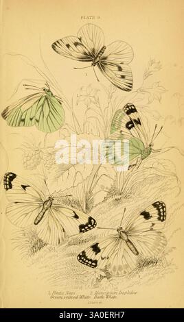 Die, natürliche, Geschichte, von, Briten, Schmetterlinge, Dublin, S, Highley, 1840., die Illustration zeigt eine Sammlung von fünf verschiedenen Schmetterlingsarten, jede elegant in einer naturalistischen Umgebung dargestellt. Diese Schmetterlinge zeigen eine Reihe von komplizierten Mustern und Farben, die ihre einzigartigen Merkmale hervorheben. Unter ihnen zeichnet sich ein Schmetterling durch leuchtende grüne und schwarze Markierungen aus, während ein anderer ein zartes weiß-schwarzes Design zeigt. Der Hintergrund ist mit Laub geschmückt, was einen Hauch von Natur verleiht, der die Schönheit der Schmetterlinge ergänzt. Die Gesamtkomposition unterstreicht die Vielfalt von Stockfoto
