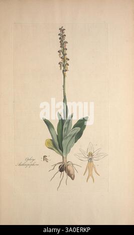 Flora Londinensis, oder Platten und Beschreibungen solcher Pflanzen, die wild in der Umgebung von London wachsen, gedruckt und verkauft von dem Autor und B. White, 1777. 18. Jahrhundert, botanische Illustration, Botanik, England, Stiche, Kräuter, London, Pflanzen, Stämme, Blätter, Blumen, Eine botanische Illustration mit einer hohen, schlanken Orchidee mit zarten gelb-grünen Blüten, die entlang einer senkrechten Spitze angeordnet sind. Die Blätter an der Basis sind breit und lang und weisen einen satten grünen Farbton auf. Links ist ein kleines Insekt abgebildet, das der Komposition einen Hauch von Leben verleiht. Im unteren Abschnitt wird die Detailansicht angezeigt Stockfoto