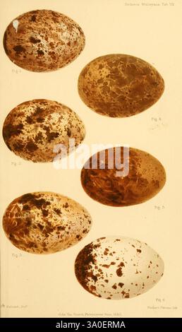 Ootheca Wolleyana London, verkauft von R. H. Porter, 1864–1907. Vögel, Eier, Pandion haliaetus, diese Illustration zeigt eine Reihe von Eiern verschiedener Vogelarten, die in einer ordentlichen Reihe angeordnet sind. Jedes Ei zeigt einzigartige Muster und Farben, die von melierten Brauntönen bis zu helleren Tönen reichen, was die Vielfalt der Vogeleimorphologie demonstriert. Die Eier sind nummeriert und etikettiert, wobei die jeweiligen Zahlen als Referenz angegeben sind. Das akribische Detail hebt die Unterschiede in Größe, Textur und Fleckenbildung hervor, die die Eier charakterisieren, und unterstreicht ihre Rolle in der Naturgeschichte der Vögel. Stockfoto