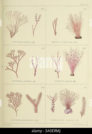 Briten, Seeunkräuter, gezogen, von Professor Harvey's, "Phycologia, britannica", London, Bell und Daldy, 1863, Großbritannien, Marine, Algen. die Abbildung zeigt eine Reihe botanischer Zeichnungen mit verschiedenen Arten von Rotalgen. Das Arrangement umfasst spezifische Arten, die anhand ihrer wissenschaftlichen Namen und Zahlen identifiziert werden: - In der oberen Reihe werden Griffithsia-Arten wie Griffithsia barbata, Griffithsia dermotermis und Griffithsia corallina hervorgehoben. Jedes Exemplar ist mit filigranen, komplizierten Details dargestellt, die ihre einzigartigen Formen und Texturen zum Ausdruck bringen. - In der unteren Reihe steht Callia Stockfoto