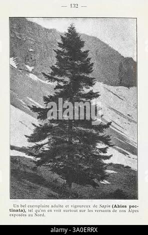 Nouvelle flore coloriée de poche des Alpes et des Pyrénées Paris Klincksieck 1906-1912 Alpen Pflanzen Pyrenäen, Ein hoch aufragendes, erwachsenes Exemplar einer Tanne, insbesondere der Abies pectinata, steht vor einem Hintergrund rauer Berghänge. Die Nadeln des Baumes wirken üppig und dicht, was zu seiner robusten Größe beiträgt. Das umliegende Gelände weist steile, felsige Gebiete auf, die die natürliche Landschaft der nördlichen Alpen hervorheben und den Lebensraum des Baumes bilden. Diese eindrucksvolle Darstellung fängt das Wesen der Höhenflora ein und betont sowohl die Widerstandsfähigkeit der Natur als auch die Widerstandsfähigkeit Stockfoto