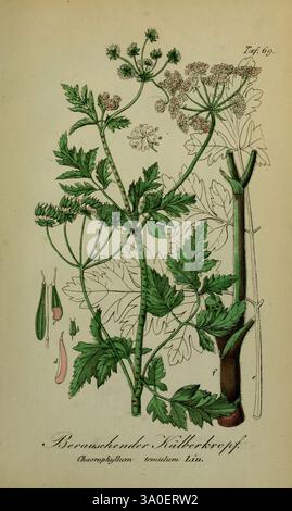 Sämmtliche Giftgewächse Deutschlands Leipzig, F. Voight, 1854. Pflanzen, Deutschland, giftige Pflanzen, der New York Botanical Garden, Bildwerke, Chaerophyllum temulum, diese Abbildung zeigt eine botanische Studie der Pflanze Chaerophyllum temulum, allgemein bekannt als NarrenPetersilie. Die detaillierte Darstellung hebt die Besonderheiten der Pflanze hervor, darunter die fein geteilten, gefiederten Blätter und eine Gruppe kleiner weißer Blüten an der Spitze des Stängels. Neben der Hauptpflanze gibt es beschriftete Darstellungen ihrer Samen und des Stängelquerschnitts, die die Feinheiten ihrer Anatomie demonstrieren. Die Stockfoto