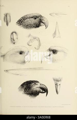 Die Gattungen der Vögel, 1849, Vogel, Vogel, Verhaltensornithologie, Klassifizierung, Bildwerke, ornithologische Illustration, Museum der vergleichenden Zoologie, eine komplizierte Illustration mit verschiedenen Vogelschnäbeln und Kopfprofilen, die die Vielfalt der Vogelanatomie hervorhebt. Die Komposition umfasst detaillierte Darstellungen verschiedener Arten, wobei der Schwerpunkt auf den einzigartigen Formen und Strukturen ihrer Schnabel liegt. Das Arrangement bietet Nahaufnahmen von Schnabel und Kopf, wobei Anpassungen für Fütterung und Umweltinteraktionen hervorgehoben werden, zusammen mit Anmerkungen, die eine wissenschaftliche Klassifizierung vermitteln können Stockfoto
