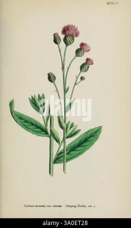Englisch, Botanik, farbig, Figuren, Britisch, Werke, London, R. Hardwicke, 1863-1886, Großbritannien, Bildwerke, Pflanzen, Eine botanische Illustration der kriechenden Distle, wissenschaftlich bekannt als Carduus arvensis, var. Setosus. Diese Pflanze hat einen hohen, schlanken Stiel, der mit lanzenförmigen Blättern mit gezackten Kanten verziert ist. Die leuchtend grünen Blätter sind abwechselnd entlang des Stiels angeordnet und bilden einen üppigen Hintergrund für die zarten lila Blüten, die oben blühen. Die Blütenköpfe bestehen aus kleinen, geclusterten Knospen, die sowohl blühende als auch ungeöffnete Stadien zeigen, die Th zeigen Stockfoto