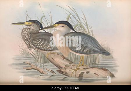 Die Vögel Australiens. London, gedruckt von R. und J. E. Taylor Pub. Vom Verfasser 1840-1848. Australien, Vögel, Pictorial Works, Australien, Gould, John Gould, Ornithologie, Gould, Gould Australia, Ardea Stagnatilis, Taxonomie: trinomial = Butorides striata stagnatilis, gestreifter Reiher., Ein Paar eleganter Vögel, bekannt für ihr markantes Gefieder, werden in einer natürlichen Umgebung dargestellt. Ein Vogel steht hoch und zeigt eine Mischung aus gedämpftem Braun und markantem Blau, während der andere etwas tiefer ist und einen helleren Farbton mit einem Hauch subtiler Muster aufweist. Ihre langen Schnäbel sind perfekt für die Jagd in W geeignet Stockfoto