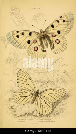 Die Naturgeschichte der britischen Schmetterlinge, Dublin, S. Highley, 1840. Die Illustration zeigt zwei exquisite Schmetterlingsarten in einer eleganten Komposition. Auf der Spitze des Apollo-Schmetterlings, bekannt für seine auffälligen Muster und leuchtenden Farben, zeigt seine einzigartigen Flügel mit markanten Augenflecken und kontrastierenden Markierungen. Unten zeigt der Pearly Crescent Schmetterling ein zarteres Aussehen mit fein detaillierten, hellen Flügeln, die einen dezenten Glanz zeigen. Beide Schmetterlinge sind in üppiger Vegetation dargestellt, was ihren natürlichen Lebensraum und die komplizierte Schönheit der Inse unterstreicht Stockfoto