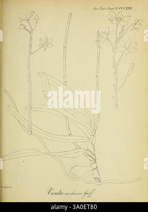 Icones Plantarum Asiaticarum, Calcutta, Bishop's College Press, 1847-54, Asia, Botanik, Vanda coerulescens, eine komplizierte botanische Illustration, die die Orchidee Vanda Sanderiana darstellt. Das Kunstwerk zeigt detaillierte Darstellungen der langen Stängel und zarten Blumen der Orchidee, die eine einzigartige Mischung aus natürlichen Formen zeigen. Verschiedene Pflanzenteile, einschließlich der Blätter und Blütenteile, werden mit Präzision gerendert, um die Besonderheiten der Orchidee zu erkennen. Der Künstler hat sowohl die Eleganz als auch die Komplexität dieser Spezies erfasst und bietet ein wertvolles visuelles Ref Stockfoto