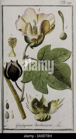 Icones Plantarum Medicinalium Nürnberg auf Kosten der Raspischen Buchhandlung 1779-1790 Botanik Medical Pictorial Works, Eine detaillierte Darstellung der Pflanzenart Gossypium herbaceum, allgemein bekannt als Baumwolle. Die Komposition zeigt die blühende Pflanze mit ihren charakteristischen rosa und weißen Blüten, neben mehreren botanischen Elementen: Zu den beschrifteten Teilen gehören die Blume (a), die Samenkapsel (g) und verschiedene Samen. Jedes Element wird sorgfältig gerendert, um seine Besonderheiten hervorzuheben, und trägt so zu einer allgemeinen pädagogischen Darstellung der Anatomie und Fortpflanzungsstrukturen der Pflanze bei. Das AR Stockfoto