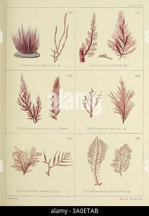 Britische Seeunkräuter. Stammt aus Professor Harveys 'Phycologia britannica'. London, Bell und Daldy, 1863. Großbritannien, Meeresalgen, diese Illustration zeigt eine Sammlung verschiedener Meeresalgen, die ihre komplexen Strukturen und Formen zeigen. Jede Probe ist mit ihrem wissenschaftlichen Namen versehen, was eine einfache Identifizierung ermöglicht. Das Arrangement umfasst mehrere Arten, wie Callichamnion barbatum und Callichamnion versicum, was die Vielfalt der Texturen und Formen dieser Gruppe von Wasserpflanzen unterstreicht. Die detaillierte Darstellung unterstreicht die einzigartigen Eigenschaften jeder Alge, fr Stockfoto
