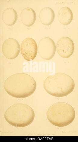 Ootheca Wolleyana London, verkauft von R. H. Porter, 1864–1907. Vögel, Eier, Nyctale Tengmalmi, Surnia ulula, Syrnium lapponicum, eine Sammlung illustrierter Eier mit verschiedenen Formen und Größen, die in einem Raster angeordnet sind. Jedes Ei ist nummeriert und zeigt subtile Unterschiede in Textur und Dimension. Die Abbildungen betonen die natürlichen Variationen der Eier, wobei die glatten Oberflächen und die unterschiedlichen Konturen hervorgehoben werden. Die Gesamtzusammensetzung ist ein wissenschaftlicher oder pädagogischer Schwerpunkt, der die Vielfalt der Eiformen untersucht, möglicherweise für eine Studie über Vogelarten oder die Morphologie der Eier. Stummgeschaltet Stockfoto