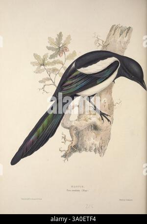The Birds of Europe, London, 1837, Birds, Europe, Bildwerke, Elizabeth Gould, Elizabeth Gould, Frauen in der Wissenschaft, Eine wunderschön illustrierte Elster, Die auf einem Baumzweig thront und ihr markantes Gefieder zeigt. Die schwarz-weißen Federn des Vogels bilden einen eleganten Kontrast, während die schillernden Flügel in Grün-, Blau- und Violetttönen das Licht mit einem faszinierenden Glanz einfangen. Hinter der Elster legen zarte Eichenblätter und Eicheln einen natürlichen Lebensraum nahe, der der Komposition einen Hauch von Grün verleiht. Die detaillierte Darstellung hebt die komplizierten Texturen der Federn und der Rinde des hervor Stockfoto