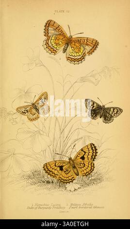 Die natürliche Geschichte der britischen Schmetterlinge Dublin, S. Highley, 1840. Die Illustration zeigt eine Vielzahl von Schmetterlingen, die ihre komplizierten Flügelmuster und leuchtenden Farben zeigen. Der Schmetterling oben links, gekennzeichnet als *Nemeobius Lucina*, präsentiert eine auffällige Kombination aus Orange und Gelb mit zarten schwarzen Markierungen. Daneben zeigt das *Violetia Atropos* oben rechts kräftige Farbtöne und ein elegantes Design. Unten sind zwei Schmetterlinge abgebildet; links unten ist ein fettgedrucktes, gemustertes Aussehen, während der rechts unten eine dezentere Farbpalette mit komplizierten Farben aufweist Stockfoto