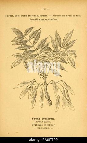 Atlas de poche des plantes des champs, des prairies et des bois Paris, [1894] Pflanzenbaum Aschenwälder Loch Botanik blühende Pflanze Fraxinus Fraxinus Excelsior Oleaceae Eudicots Lamiales Europäische Aschenasteriden Bildwerke Gemeinsame Asche Fraxinus Excelsior Asia Plant Europe Plant North America Plant, eine illustrierte botanische Darstellung der Esche mit ihren charakteristischen zusammengesetzten Blättern. Jedes Blatt ist detailliert und zeigt das Arrangement und die einzelnen Flugblätter. Der Abbildung wird ein beschreibender Text beigefügt, der die Lebensräume angibt, in denen der Baum typischerweise gefunden wird, und dessen Blüte angibt Stockfoto