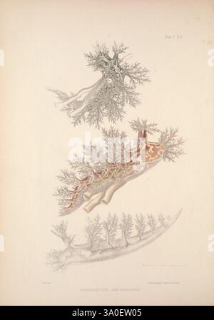 A, Monografie, von, Britisch, Nudibranchiate, Mollusca, London, 1845-1910, Great, Großbritannien, Mollusken, Nacktschnecken, die Illustration zeigt eine Vielzahl von wirbellosen Meerestieren und hebt ihre komplexen anatomischen Strukturen und einzigartigen Formen hervor. Auf der Spitze zeigt eine detaillierte Darstellung eines Meeresbewohner zarte, verzweigte Anhängsel, die an Korallen- oder Meeresbewohner erinnern. Unten zeigt ein anderer Organismus einen länger gestreckten Körper, der mit ornamentalen Mustern verziert ist, während zusätzliche Verzweigungsstrukturen Anpassungen für Tarnung oder Fütterung nahelegen. Diese Darstellung betont die Vielfalt und das Ko Stockfoto