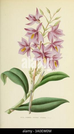 Les orchidées, Paris, J. Rothschild, 1880, Europa, Orchideen, Orchideenkultur, Barkeria skinneri, Eine wunderschön illustrierte botanische Darstellung einer blühenden Pflanze mit zarten, lavendelfarbenen Blüten. Die Blumen zeigen komplizierte Details mit einer zentralen gelben Kehle und zeigen ihre einzigartige Struktur. Unter den Blüten erstrecken sich üppig grüne Blätter nach außen, was die gesamte Eleganz der Pflanze unterstreicht. Diese Illustration zeigt die künstlerische Darstellung der natürlichen Welt und betont die Schönheit und Komplexität der Blumenarten. Der wissenschaftliche Name der Pflanze ist unten vermerkt, indikati Stockfoto