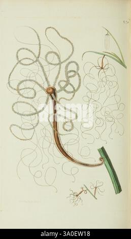 Die Verschiedenheit des Naturforschers oder farbige Figuren von Naturobjekten London, gedruckt für Nodder & Co, 1789-1813 Tiere, Bildwerke, Zoologie, Museen, Victoria, die Abbildung zeigt einen komplizierten Meeresorganismus, der seine lange, fein detaillierte Struktur mit zahlreichen tentakelartigen Anhängen zeigt. Der zentrale Körper wird durch eine schlanke, geschwungene Form betont, die zu einer Reihe von zarten, wirbelnden Ranken führt, die einen faszinierenden visuellen Effekt erzeugen. Um diese zentrale Figur herum befinden sich zusätzliche Spiralen und ein Hinweis auf Laub, die die natürliche Umgebung des Organismus hervorheben. Die Stockfoto
