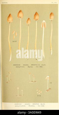 Illustrationen, britische Pilze, (Hymenomycetes), Serve, atlas, Handbook, British Fungi, London, Williams, Norgate, 1881-91, Pilze, Großbritannien. das Bild zeigt eine detaillierte Darstellung verschiedener Pilzarten, die ihre einzigartigen Eigenschaften hervorheben. Oben sind zwei verschiedene Pilzarten abgebildet, die mit „Agaricus (Palae) Miniophilus“ gekennzeichnet sind, mit spezifischen Angaben zu ihrem Aussehen und dem Sammlungsdatum vom Oktober 1882. Im Folgenden sind weitere Exemplare dargestellt, darunter „Agaricus (Calera) minutus“, zusammen mit beschreibenden Etiketten, die ihre Merkmale und ihre Sammlung angeben Stockfoto