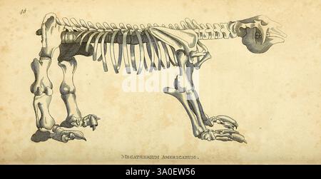 Allgemeine Zoologie oder systematische Naturgeschichte London, gedruckt für G. Kearsley, 1800–1826. Bildwerke, Zoologie, Säugetier, diese Illustration zeigt eine detaillierte Skelettstruktur eines Pferdes und zeigt seine Anatomie in einer Seitenprofilansicht. Das Skelett wird sorgfältig gerendert, um die verschiedenen Knochen hervorzuheben, einschließlich Schädel, Wirbelsäule, Brustkorb und Gliedmaßen. Jede Komponente ist beschriftet, um einen lehrreichen Einblick in das Skelettsystem des Pferdes zu erhalten und den Muskelaufbau des Pferdes und die Feinheiten seiner Knochenstruktur hervorzuheben. Die Gesamtzusammensetzung dient als wertvolle Referenz für das Studium Stockfoto