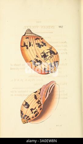 Die, Naturforscher, Verschiedenes oder farbige Figuren, von, Natur, Objekten, London, gedruckt, für Nodder & Co,1789-1813, Tiere, Bildwerke, Zoologie, Museen, victoria., Eine detaillierte Illustration einer Schale aus der indischen Veilchenfamilie, die ihre charakteristische Form und ihre komplizierten Muster zeigt. Die Schale ist aus mehreren Winkeln dargestellt und hebt das glatte, geschwungene Äußere hervor, das mit dunklen Markierungen verziert ist, die einen Kontrast zum helleren Sockel bilden. Die Innenansicht zeigt den glänzenden, hellen Innenraum und bietet einen Einblick in die Struktur der Schale. Dieses Bildmaterial wird von subtilem Text begleitet, der möglicherweise Re Stockfoto