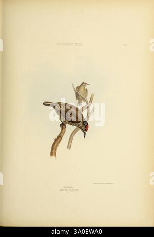 Die, Gattungen, of, Birds, London, 1849, Vogel, Vogel, Verhaltensornithologie, Klassifizierung, Bild, Werke, Ornithologie, Illustration, Museum der vergleichenden Zoologie, die Illustration zeigt zwei Vögel auf schlanken Ästen. Der vorderste Vogel ist mit einer markanten roten Krone dargestellt, die sein detailliertes Gefieder mit Brauntönen und komplizierten Mustern zeigt. Seine Haltung deutet auf ein Gefühl der Wachheit hin, möglicherweise während er nach Nahrung sucht oder seine Umgebung beobachtet. Im Hintergrund erscheint ein zweiter Vogel, etwas weniger detailliert, entspannter und trägt zur ruhigen Atmosphäre des bei Stockfoto