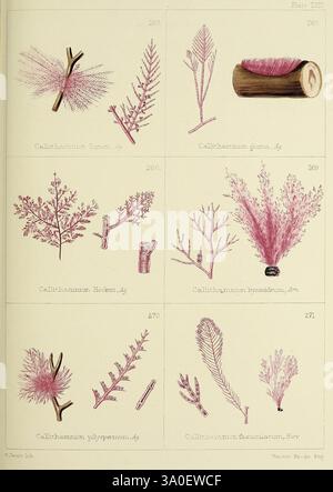 Britische Meeresunkräuter aus Professor Harvey's Phycologia britannica London Bell und Daldy 1863 Great Britain Marine Algen, Eine Sammlung botanischer Illustrationen zeigen verschiedene Arten von Callithamnion, die ihre einzigartigen Strukturen und Formen zeigen. Jede Illustration ist mit einem wissenschaftlichen Namen und einer wissenschaftlichen Zahl versehen, was die Vielfalt dieser empfindlichen Meeresalgen unterstreicht. Die Bilder zeigen eine Reihe von Texturen und Formen, von verzweigten Wedeln bis hin zu komplizierten Blattarrangements, die die komplizierte Schönheit dieser Wasserpflanzen unterstreichen. Die Präsentation ist in einem Raster organisiert Stockfoto