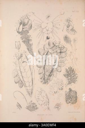 Eine Monografie des britischen Nacktschlechtums Mollusca, London, 1845-1910 Großbritannien, Mollusken, Nacktschlechtchen, diese Abbildung zeigt eine detaillierte Untersuchung verschiedener anatomischer Merkmale von Organismen, wobei der Schwerpunkt auf Meereslebewesen liegt. Das Zentrum zeigt die Anatomie eines Hundes, einschließlich komplizierter Strukturen wie das Herz und verschiedene Organe. In der Umgebung befinden sich Darstellungen verschiedener Organismen, darunter Abschnitte von Meereskrebstieren, eine detaillierte Ansicht eines Larvenstadiums und verschiedene Algenformen. Jede Probe ist mit präzisen Beschriftungen versehen, die die Komplexität ihrer Biologie hervorheben Stockfoto