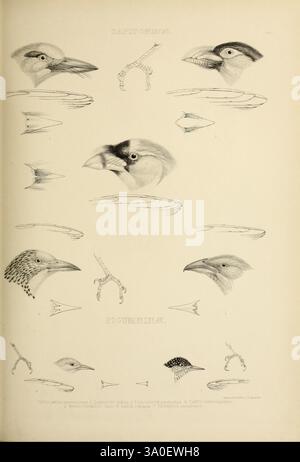 Die Gattungen der Vögel, 1849, Vogel, Vogel, Verhaltensornithologie, Klassifizierung, Bildwerke, ornithologische Illustration, Museum der vergleichenden Zoologie, Eine Sammlung von ornithologischen Illustrationen zu verschiedenen Vogelarten. Im Mittelpunkt stehen die detaillierten Darstellungen von Vogelköpfen und -Schnabeln, die die Vielfalt in Form und Größe der verschiedenen Arten hervorheben. Diese zentralen Illustrationen umgeben verschiedene Flügel- und Klauenanpassungen, die die funktionellen Aspekte der Vogelanatomie veranschaulichen. Jedes Element der Komposition betont das komplizierte Design und die natürliche Evolution der Vögel Stockfoto