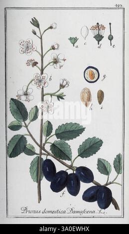 Icones Plantarum Medicinalium Nürnberg auf Kosten der Raspischen Buchhandlung 1779-1790 botanische medizinische Bildwerke Stockfoto