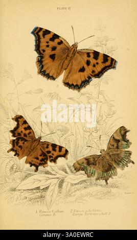 Die natürliche Geschichte der britischen Schmetterlinge, Dublin, S. Highley, 1840. Die Illustration zeigt drei verschiedene Schmetterlingsarten, die elegant angeordnet sind, um ihre komplizierten Flügelmuster und leuchtenden Farben zu zeigen. Oben zeigt ein Schmetterling mit markanten orangefarbenen und schwarzen Markierungen seine Flügel in Ruhestellung, was den auffälligen Kontrast des Designs unterstreicht. Der zentrale Schmetterling, der durch seine einzigartige Farbgebung und zarte Muster hervortritt, zieht mit seiner künstlerischen Schönheit die Aufmerksamkeit auf sich. Unten breitet ein anderer Schmetterling seine Flügel elegant aus und offenbart eine reiche Kombination von Farben mit Intri Stockfoto