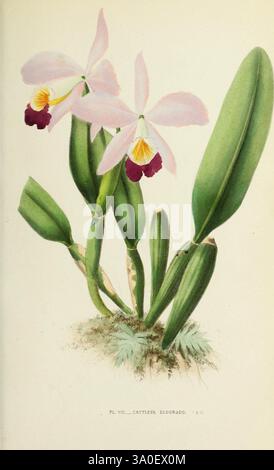Les orchidées, Paris, J. Rothschild, 1880, Europa, Orchideen, Orchideenkultur, Cattleya wallisii, die Illustration zeigt eine zarte Cattleya Eldorado Orchidee, die ihre eleganten Blüten mit zarten rosa Blüten und leuchtenden lila Markierungen zeigt. Die komplizierten Details der Blütenblätter betonen ihre samtige Textur, während die gelbe Lippe einen auffälligen Kontrast in der Mitte der Blüte bildet. Die Blüten umgeben von üppigen, grünen Blättern, die anmutig gewölbt sind und die natürliche Schönheit der Pflanze betonen. Die Komposition fängt die Essenz der exotischen Ausstrahlung der Orchidee ein, umgeben von feinen Details der Pflanze Stockfoto