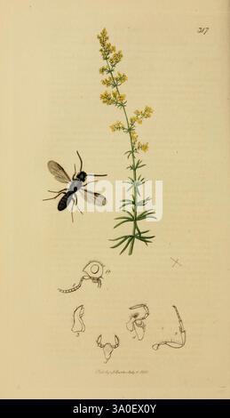 British Entomology London gedruckt für den Autor 1823-40 Botany Great Britain Insects Pictorial Works Arthropoda Arthropoda Arthropode blendende Vielfalt, die Illustration zeigt eine gelb blühende Pflanze mit schlanken, langgezogenen Blättern und Häufchen von kleinen Blüten an der Spitze. Begleitet wird die Pflanze von einer detaillierten Darstellung eines Insekts mit seinen Flügeln und seinem segmentierten Körper. Unter den Hauptelementen werden mehrere Skizzen kleinerer biologischer Strukturen und Formen vorgestellt, die möglicherweise verschiedene Lebensstadien oder anatomische Merkmale des Insekts oder der Pflanze darstellen. Diese Anordnung betont das i Stockfoto