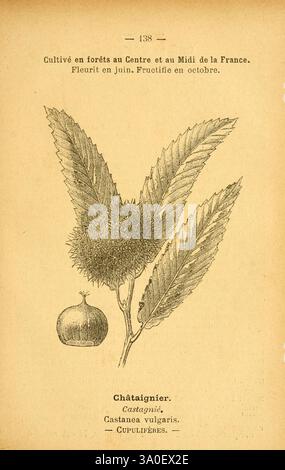 Atlas de poche des plantes des champs, des prairies et des bois Paris, [1894] Pflanzenbaum Kastanie Woodshole Botanik blühende Pflanze Süße Kastanie Fagaceae Castanea sativa Eudicots Fagales Rosids Bildwerke Castanea sativa Asia Plant Europe Plant, eine Illustration mit dem Kastanienbaum, insbesondere der Art Castanea vulgaris, allgemein bekannt als die Süßkastanie. Die Zeichnung zeigt einen Blattzweig mit markanten gezackten Blättern und eine scharfe Fruchtkapsel, in der sich die essbare Kastanie befindet. Neben der Frucht wird eine einzelne Kastanie gezeigt, die ihre glatte, abgerundete Form zeigt. Text bei Stockfoto