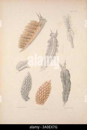 Eine Monografie des britischen Nacktschlechtums Mollusca, London, 1845-1910, Großbritannien, Mollusken, nudibranchia, diese Illustration zeigt eine Sammlung von detaillierten Meeresproben, die verschiedene Weichtiere zeigen. Jedes Motiv wird akribisch gerendert und erfasst die einzigartigen Strukturen und Formen ihrer Schalen und Körper. Die Anordnung bietet verschiedene Winkel und Perspektiven und hebt verschiedene Merkmale hervor, wie Grate, Spiralen und glatte Oberflächen. Die Vielfalt der Formen veranschaulicht den Reichtum der Meereslebewesen und lädt die Zuschauer ein, die Schönheit und Komplexität der Meereslebewesen zu schätzen Stockfoto