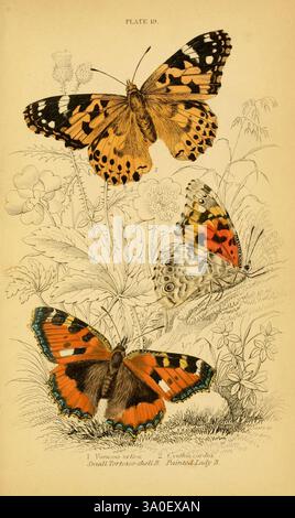 Die natürliche Geschichte der britischen Schmetterlinge, Dublin, S. Highley, 1840., Eine wunderschön illustrierte Platte mit drei Arten von Schmetterlingen, jede mit komplizierten Details dargestellt, die ihre einzigartigen Muster und Farben hervorheben. Der oberste Schmetterling hat markante orange und schwarze Flügel mit weißen Flecken, die sein lebhaftes, markantes Aussehen zum Ausdruck bringen. Der mittlere Schmetterling besticht durch eine reiche Mischung aus Rot, Gelb und Blau, was die Vielfalt der Naturpalette unterstreicht. Unten bildet ein weiterer Schmetterling mit markantem orangefarbenen und blauen Rand einen fesselnden Kontrast zu seinem dunklen Körper. Surround Stockfoto