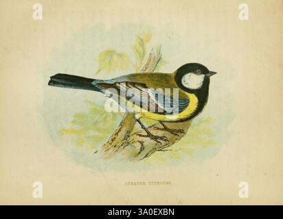 Unsere, einheimische, Songster, London, Printed, für die Gesellschaft, für die Förderung, Christen, Wissen, 1853, Birds, Großbritannien, Parus, Major Anne, Pratt, Ein wunderschön illustrierter Vogel, der zart auf einem Ast thront und seine auffälligen Merkmale zeigt. Der Vogel zeigt einen leuchtend gelben Bauch, im Kontrast zu dunkelblauem und schwarzem Gefieder auf Rücken und Kopf. Sein Auge ist hell und wachsam, was seinen lebhaften Charakter verstärkt. Das umgebende Laub wird sanft gerendert, was die natürliche Ästhetik der Szene insgesamt unterstreicht. Die Illustration fängt das Wesen dieser fesselnden Art ein und lädt zur Bewunderung ein Stockfoto