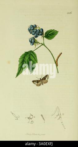 Britisch, Entomologie, London, gedruckt für den Autor 1823-1840 [d. h. 1840], Botanik, Großbritannien, Insekten, Bildwerke, die Illustration zeigt eine Pflanze mit sattgrünen Blättern und Haufen von leuchtend blauen Beeren. Unter der Frucht ist eine zarte Motte mit komplizierten Flügelmustern dargestellt. Links werden verschiedene detaillierte Skizzen von Raupen und anderen Lebensstadien der Motte vorgestellt, die den natürlichen Lebenszyklus und die Wechselbeziehung zwischen der Pflanze und ihrem Bestäuber betonen. Die gesamte Komposition unterstreicht die Schönheit botanischer und entomologischer Studien und lenkt die Aufmerksamkeit Stockfoto