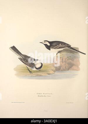 The Birds of Europe London, gedruckt von R. und J. E. Taylor, veröffentlicht von der Autorin 1837 Birds Europe Pictorial Works Elizabeth Gould Elizabeth Gould Q253875 Women in Science, zeigt die Illustration zwei Rattenbachteln, eine Art, die für ihr unverwechselbares schwarz-weißes Gefieder und ihr energisches Verhalten bekannt ist. Der eine Vogel steht anmutig auf einem Felsvorsprung, sein langgezogener Schwanz ist sanft nach unten gebogen, während der andere in der Mitte der Bewegung gefangen wird, leicht geneigt, als ob er gerade fliegen würde. Der ruhige Hintergrund zeigt ein ruhiges Gewässer und raues Gelände, was die natürliche Umgebung noch schöner macht. Captio Stockfoto