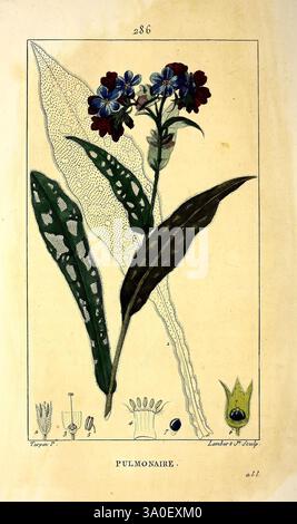 Flore médicale, Paris, Imprimerie de C.L.F. Panckoucke, 1833-1835, Botanik, Medizin, Kräuter, materia medica, Gemüse, Bildwerke, Pflanzen, Blumen, Stämme, Blätter, Pulmonaria officinalis, Lungenkraut, die Abbildung zeigt eine botanische Studie einer Pflanze mit der Bezeichnung „Pulmonaire“. In der Mitte zeigen leuchtende Blumen eine Mischung aus blauen und tiefroten Blüten, ergänzt durch markante grüne Blätter. Die Umgebung zeigt detaillierte Darstellungen verschiedener Pflanzenteile, einschließlich der Fortpflanzungsstrukturen wie Staubgefäße und Blütenstempel, sowie komplizierte Blattmuster, die die Pflanze hervorheben Stockfoto
