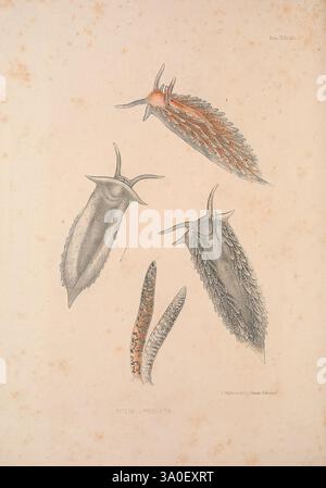 A, Monografie, von, Britisch, Nudibranchiate, Mollusca, London, 1845-1910, Great, Großbritannien, Weichtiere, Nacktschnecken, diese Illustration zeigt eine detaillierte Untersuchung verschiedener Meeresschnecken, die ihre unterschiedlichen Formen und Texturen zeigen. Der obere Abschnitt zeigt ein schlankes, langgezogenes Exemplar mit komplizierten Mustern, während die anderen Abbildungen unten ein kunstvolleres Aussehen mit dekorativen Fransen und unterschiedlichen Farben aufweisen. Jeder Organismus wird präzise dargestellt, wobei seine anatomischen Merkmale und einzigartigen Anpassungen hervorgehoben werden. Die Kennzeichnung enthält die lateinische Nomenklatur, die ihre wissenschaftliche Bezeichnung angibt Stockfoto