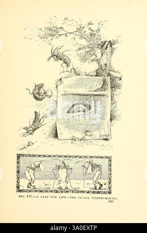 Pächter einer alten Farm, New York, Fords, Howard & Hulbert, 1885 1884, Insekten, Jugendliteratur, die Illustration zeigt eine skurrile und phantasievolle Szene mit verschiedenen Zikaden. Im oberen Teil sind mehrere Zikaden in Mittelsprung dargestellt, die das Thema Überleben und Flucht auf ihrer Reise betonen. Im Hintergrund bietet ein Baum Schutz, während ein ausgehöhlter Baumstamm als Zuflucht dient. Unten zeigen zwei anthropomorphe Charaktere eine kuriose Aktivität, die eine Mischung aus Natur und menschlichen Eigenschaften zeigt. Die Gesamtkomposition unterstreicht den Kampf der Zikaden um das Leben und die vibra Stockfoto