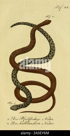 Herr de la Cepede's Naturgeschichte der Amphibien, oder der enerlegenden vierfussigen Thiere und der Schlangen, Weimar, Verlage des Industrie = Comptoir's, 1800–1802, Amphibien, Reptilien, eine Illustration mit zwei unterschiedlichen Schlangenarten, die in einer dynamischen Pose miteinander verflochten sind. Die erste Schlange, die als „die Pfeilfleckige Natter“ bezeichnet wird, zeigt ein auffälliges Muster mit einer Reihe von auffälligen, geometrischen Formen entlang des Körpers, die hauptsächlich in Braun- und Grautönen gehalten werden. Die zweite Schlange, die als „die halbbandierte Natter“ bezeichnet wird, zeigt ein einzigartiges, gebändertes Muster mit wechselnden Farbtönen, das ihr visuelles i verbessert Stockfoto