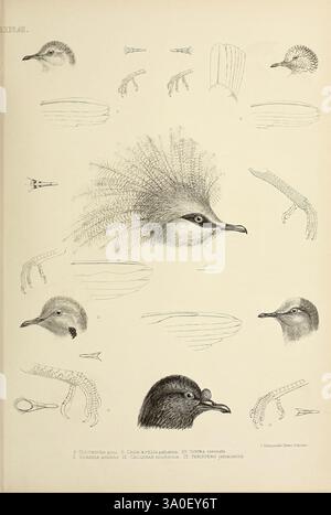 Die Gattungen der Vögel, 1849. Vogel, Vögel, Verhaltensornithologie, Klassifizierung, Bildwerke, ornithologische Illustration, Museum der vergleichenden Zoologie, diese Illustration zeigt eine Sammlung detaillierter Skizzen von verschiedenen Vogelköpfen und Gliedmaßen. Im oberen Bereich sind die Köpfe verschiedener Vogelarten zu sehen, die ihre charakteristischen Schnabelformen und Federstrukturen hervorheben. Im Folgenden wird der Fokus auf die Anatomie der Gliedmaßen der Vögel verschoben, wodurch die komplizierten Designs von Klauen und Füßen betont werden. Jede Zeichnung ist sorgfältig beschriftet und bietet Einblicke in die Vielfalt der Vogelarten und ihre einzigartige Anpassung Stockfoto