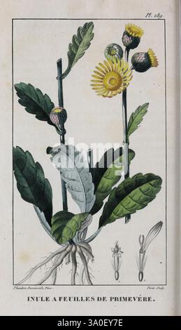 Flore pittoresque et médicale des Antilles, ou, Histoire naturelle des plantes usuelles des kolonies francaises, anglaises, espagnoles, et portugaises, Paris, Chez l'Editeur, 1833, Botanik, Heilpflanzen, Bildwerke, West Indies. zeigt eine botanische Darstellung einer Pflanze mit markanten gelben Blüten mit einer zentralen Scheibe und umliegenden Strahlenröschen. Die Blüten sind auf schlanken, aufrechten Stängeln montiert, die von einer Basis aus breiten, gelappten Blättern mit sichtbaren Adern reichen. Unterhalb des Laubs ist das Wurzelsystem der Pflanze teilweise freigelegt, was auf ihre Wachstumsgewohnheit hinweist Stockfoto