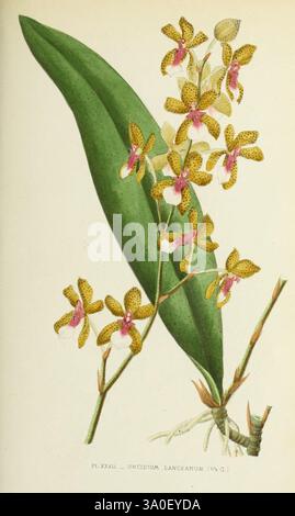 Les orchidées, Paris, J. Rothschild, 1880. Europa, Orchideen, Orchideenkultur, Trichocentrum lanceanum, Eine wunderschön illustrierte Darstellung von Oncidium lanceanum, mit seinen charakteristischen langen grünen Blättern und einer Gruppe von zarten, hell gemusterten Blumen. Die Blüten weisen ein auffälliges Arrangement aus goldgelben Blütenblättern auf, die mit filigranen kastanienbraunen Sprenkeln verziert sind, während jede Blüte einen Hauch von Rosa in der Mitte hat. Die Komposition fängt die Eleganz dieser Orchideenart ein und hebt sowohl die einzigartige Blumenstruktur als auch das üppige Laub hervor, das sie unterstützt. Dieses Bildmaterial betont das n Stockfoto
