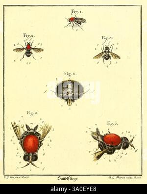 D. Jacob Christian Schäffers Abhandlungen von Insecten, Regensburg, Verlegts Johann Leopold Montag, 1764-1779. Insekten, Parasiten., die Illustration zeigt eine detaillierte wissenschaftliche Untersuchung verschiedener Arten von Fliegen, organisiert in einer Reihe von nummerierten Figuren. Jede Figur zeigt die anatomischen Merkmale der Insekten. - **Abbildung 1** zeigt eine Seitenansicht einer Fliege, die ihre Flügel und ihre segmentierte Körperstruktur hervorhebt. - **Abbildung 2** zeigt dieselbe Art aus der dorsalen Perspektive, wobei das Muster auf ihren Flügeln betont wird. - **Abbildung 3** ist eine Nahaufnahme des Kopfes und der Mundteile, die das i veranschaulicht Stockfoto
