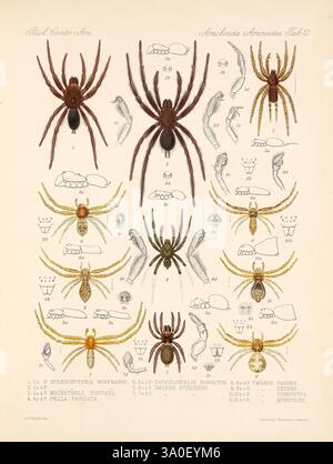 Biologia Centrali-Americana London, 1879-1915, Archäologie, Botanik, Zentralamerika, Beschreibung und Reisen, Wissenschaftliche Expeditionen, Zoologie, 43, Arachnid, eine Sammlung detaillierter Illustrationen, die verschiedene Arten von Spinnen und Insekten zeigen. Oben befinden sich mehrere Spinnen mit verschiedenen Farben und Größen, die jeweils mit ihren wissenschaftlichen Namen gekennzeichnet sind. Unten zeigen kleinere Insektenabbildungen zusätzliche Arten, die ebenfalls sorgfältig gekennzeichnet sind. Das Arrangement hebt die Vielfalt der Arachniden und Insekten hervor, wobei die besonderen anatomischen Merkmale hervorgehoben werden. Die DE Stockfoto
