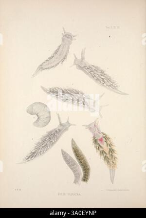 Eine Monografie des britischen Nacktschlechtums Mollusca, London, 1845-1910, Großbritannien, Mollusken, Nudibranchia, die Illustration zeigt eine Vielzahl von Meerestieren und ihre Lebensstadien, die hervorstechend die Eolis olivacea darstellen. Zu den zarten Formen gehören detaillierte Darstellungen seiner langgezogenen, weichen Struktur, die mit Rüschenkerata und markanter Farbgebung verziert ist. Verschiedene Entwicklungsstadien werden dargestellt, darunter eine kleine Larvenform und voll entwickelte Individuen. Diese Organismen sind für ihre faszinierenden Anpassungen bekannt und kommen häufig in Meeresumwelten vor. Das komplizierte Stockfoto