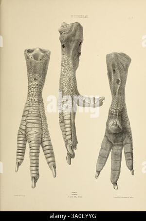 Die Gattungen der Vögel, 1849, Vogel, Vogel, Verhaltensornithologie, Klassifizierung, Bildwerke, ornithologische Illustration, Raphus cucullatus, Didus ineptus, Museum of Comparative Zoology, die Darstellung zeigt drei verschiedene Varianten von Reptilienfüßen, die die komplizierten Details ihrer Schuppen, Klauen und Skelettstrukturen veranschaulichen. Jeder Fuß wird aus verschiedenen Blickwinkeln dargestellt, so dass eine umfassende Untersuchung der individuellen Anpassungen möglich ist. Die Aufmerksamkeit auf Textur und Form hebt die evolutionären Eigenschaften hervor, die es diesen Kreaturen ermöglichen, in ihrer Umgebung zu gedeihen, emp Stockfoto